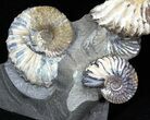 Beautiful Russian Deschaesites Ammonite Cluster #29658-1